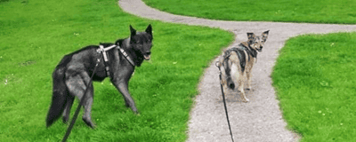 Stressless Wandelen – met meerdere honden